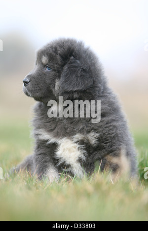 Tibet-Dogge Hund /-Khyi / Tibetdogge Welpen sitzen Profil Stockfoto