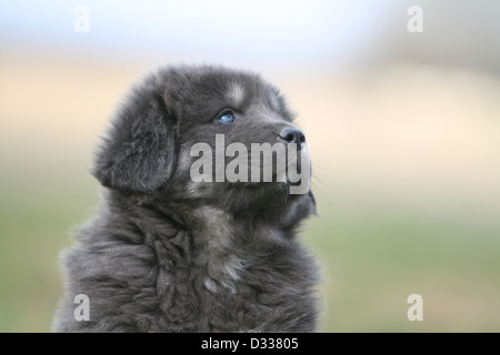 Tibet-Dogge Hund /-Khyi / Tibetdogge Welpen Porträt Stockfoto