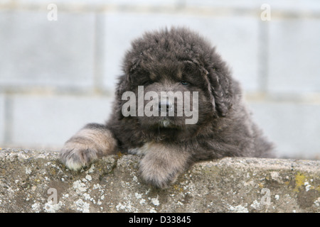 Tibet-Dogge Hund /-Khyi / Tibetdogge Welpen Stockfoto