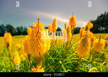 Wunderschöne gelbe Lupine Blumen in Neuseeland. Stockfoto