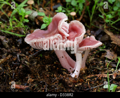 Lila Mütze Pilze, Mycena Pura Var Rosea, Mycenaceae. Stockfoto