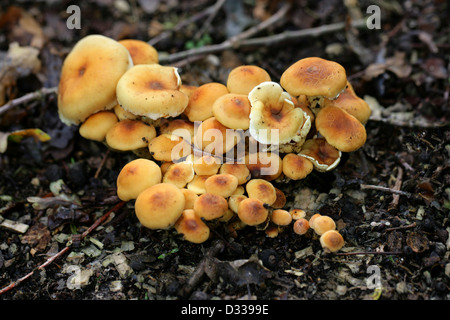 Sulphur Tuft Pilz, Grünblättriger Fasciculare, Strophariaceae Stockfoto