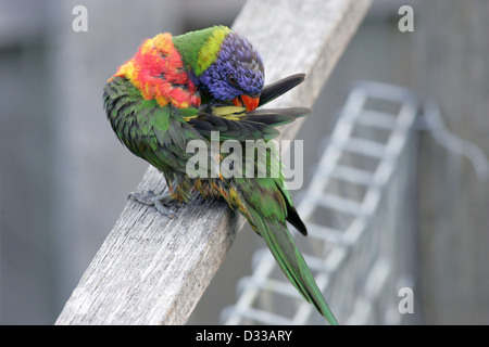 Eine nasse Allfarblori (Trichoglossus Haematodus) putzen und reinigen ihre Federn während thront auf einem Zaun. Stockfoto