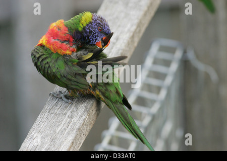 Eine nasse Allfarblori (Trichoglossus Haematodus) putzen und reinigen ihre Federn während thront auf einem Zaun. Stockfoto