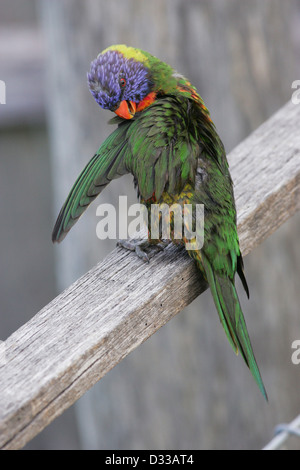 Eine nasse Allfarblori (Trichoglossus Haematodus) putzen und reinigen ihre Federn während thront auf einem Zaun. Stockfoto