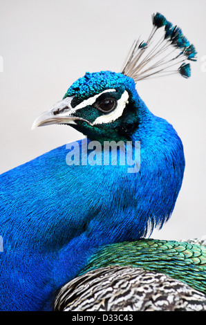 Ein Pfau in Paignton Zoo im Vereinigten Königreich Stockfoto