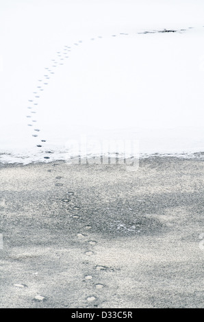 Eine Reihe von Tier verfolgt führt über einen gefrorenen, schneebedeckte See in Baltimore State Park, Maryland Stockfoto