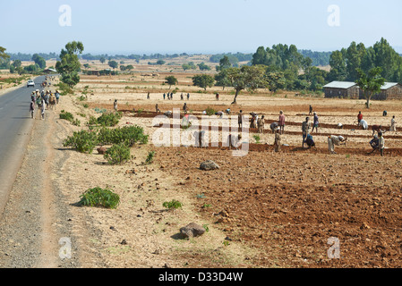 Bewirtschaftung von Flächen im Austausch, wenn sie die Besitzer Hilfe benötigen revanchieren und Freiwilligen unterstützt sozialen Landwirtschaft Stockfoto