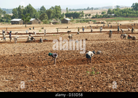 Bewirtschaftung von Flächen im Austausch, wenn sie die Besitzer Hilfe benötigen revanchieren und Freiwilligen unterstützt sozialen Landwirtschaft Stockfoto