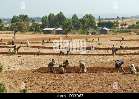 Bewirtschaftung von Flächen im Austausch, wenn sie die Besitzer Hilfe benötigen revanchieren und Freiwilligen unterstützt sozialen Landwirtschaft Stockfoto