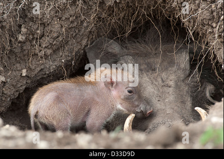 Warzenschwein (Phacochoerus Africanus) mit Baby, Masai Mara National Reserve, Kenia Stockfoto