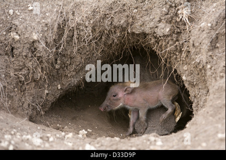 Warzenschwein (Phacochoerus Africanus) mit Baby, Masai Mara National Reserve, Kenia Stockfoto