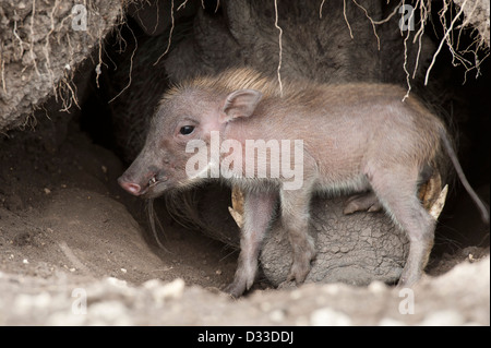 Warzenschwein (Phacochoerus Africanus) mit Baby, Masai Mara National Reserve, Kenia Stockfoto