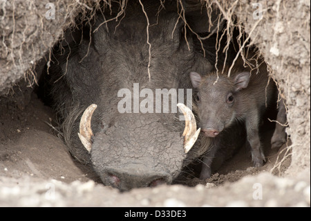 Warzenschwein (Phacochoerus Africanus) mit Baby, Masai Mara National Reserve, Kenia Stockfoto