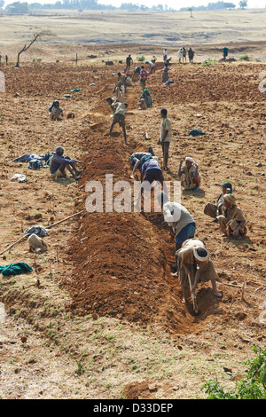 Bewirtschaftung von Flächen im Austausch, wenn sie die Besitzer Hilfe benötigen revanchieren und Freiwilligen unterstützt sozialen Landwirtschaft Stockfoto