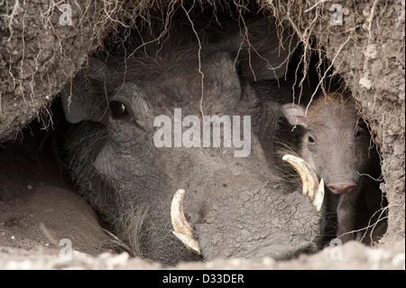 Warzenschwein (Phacochoerus Africanus) mit Baby, Masai Mara National Reserve, Kenia Stockfoto