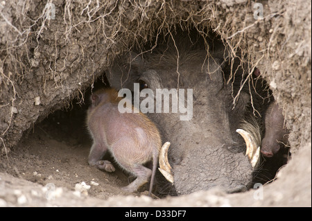 Warzenschwein (Phacochoerus Africanus) mit Baby, Masai Mara National Reserve, Kenia Stockfoto