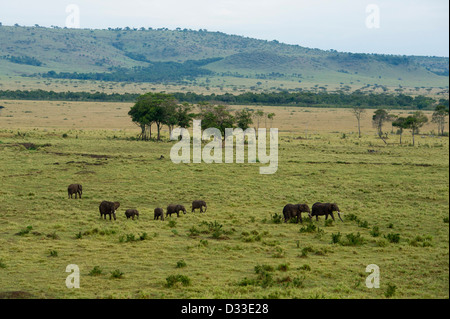 Afrikanischer Elefant (Loxodonta Africana Africana) gesehen, aus einem Heißluftballon, Masai Mara National Reserve, Kenia Stockfoto