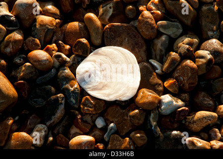 weiße Muschel auf einem Kiesstrand Stockfoto