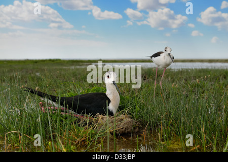 Stelzenläufer in nest Stockfoto