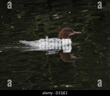 Weiblichen europäischen gemeinsamen Prototyp (Mergus Prototyp, aka Gänsesäger) schwimmen in einem See im Winter Stockfoto