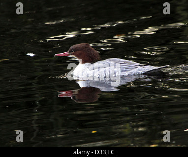 Weiblichen europäischen gemeinsamen Prototyp (Mergus Prototyp, aka Gänsesäger) schwimmen in einem See im Winter Stockfoto
