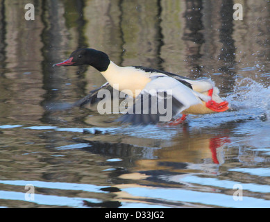 Männliche gemeinsamen Prototyp (Mergus Prototyp, aka Gänsesäger) Aufbruch in Flug Stockfoto