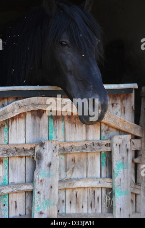 Pferd im Stall, Sant Lluis, Menorca, Spanien Stockfoto