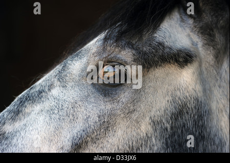 Nahaufnahme von Grey's Horse Eye Menorca, Spanien Stockfoto