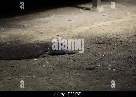 8. Februar 2013 - Flores, Indonesien - 8. Februar 2013 - Rinca Island, Flores, Indonesien; UNDATIERTES Foto - wurden in der Nähe der Komodowaran (Varanus Komodoensis) in Rinca Insel Komodo National Park, Flores, Indonesien ein Tauben füttern. Komodo-Warane jagen und Beute einschließlich wirbellose Tiere, Vögel und Säugetiere zu überfallen. Ihr Gruppenverhalten im Jagd-is.exceptional in der Welt der Reptilien. Die Nahrung der großen Komodo dragons.mainly besteht aus Hirsch, obwohl sie auch beträchtliche Mengen of.carrion Essen. Komodo-Warane greifen gelegentlich auch Menschen im Bereich der. West Manggarai Regentschaft ihres Wohnortes in Indonesien Stockfoto