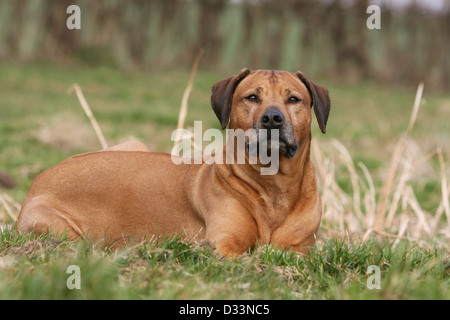 Rhodesian Ridgeback Hund / African Lion Hound Erwachsenen in einer Wiese liegen Stockfoto