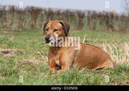 Rhodesian Ridgeback Hund / African Lion Hound Erwachsenen in einer Wiese liegen Stockfoto