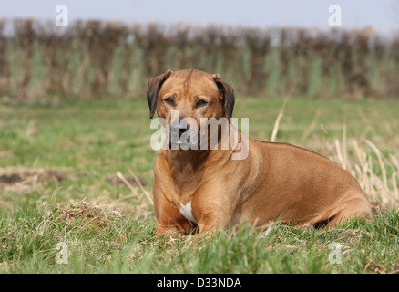 Rhodesian Ridgeback Hund / African Lion Hound Erwachsenen in einer Wiese liegen Stockfoto