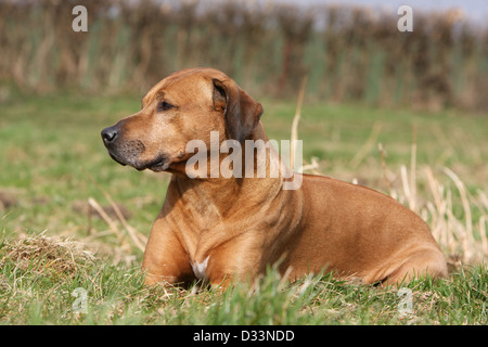 Rhodesian Ridgeback Hund / African Lion Hound Erwachsenen in einer Wiese liegen Stockfoto