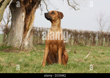 Rhodesian Ridgeback Hund / African Lion Hound Erwachsenen sitzen auf einer Wiese Stockfoto