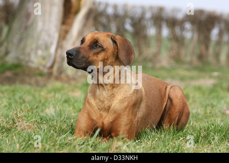 Rhodesian Ridgeback Hund / African Lion Hound Erwachsenen in einer Wiese liegen Stockfoto