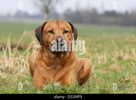 Rhodesian Ridgeback Hund / African Lion Hound Erwachsenen in einer Wiese liegen Stockfoto