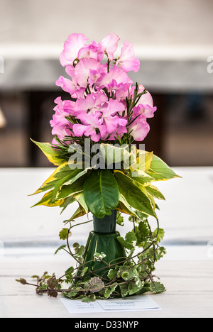 Ein kleines Arrangement von Gwendoline Zuckererbsen mit Laub Stockfoto