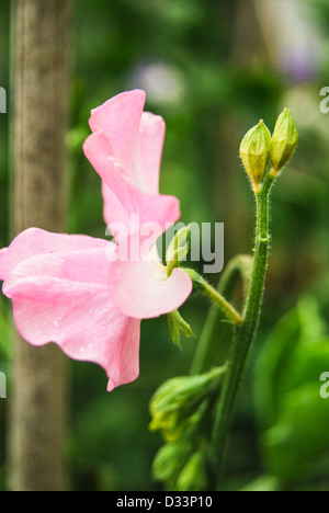 Duftende Platterbse Blüte zeigt Bud Tropfen Stockfoto