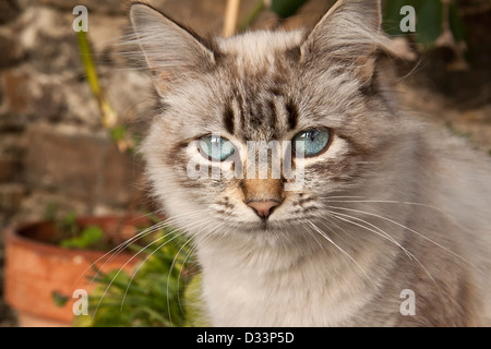 Katze mit blauen Augen. Stockfoto