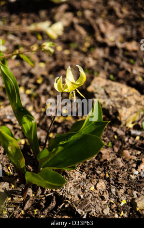 Erythronium - Zahn Hunde violett oder Forelle Lilie Stockfoto