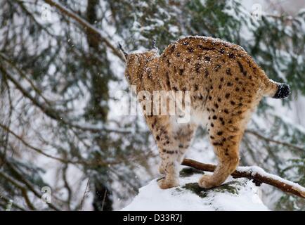 Blick auf ein Eurasischer Luchs (Lynx Lynx) in seinen verschneiten Freigehege im Nationalpark Bayerischer Wald in der Nähe von Neuschoenau, Deutschland, 3. Februar 2013. Foto: Patrick Pleul Stockfoto