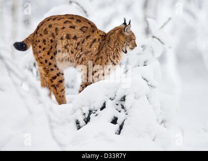 Blick auf ein Eurasischer Luchs (Lynx Lynx) in seinen verschneiten Freigehege im Nationalpark Bayerischer Wald in der Nähe von Neuschoenau, Deutschland, 3. Februar 2013. Foto: Patrick Pleul Stockfoto