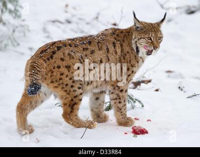 Blick auf ein Eurasischer Luchs (Lynx Lynx) in seinen verschneiten Freigehege im Nationalpark Bayerischer Wald in der Nähe von Neuschoenau, Deutschland, 3. Februar 2013. Foto: Patrick Pleul Stockfoto