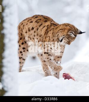 Blick auf ein Eurasischer Luchs (Lynx Lynx) in seinen verschneiten Freigehege im Nationalpark Bayerischer Wald in der Nähe von Neuschoenau, Deutschland, 3. Februar 2013. Foto: Patrick Pleul Stockfoto