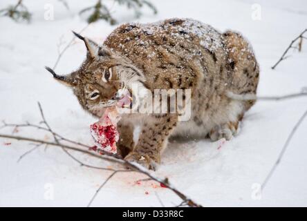 Blick auf ein Eurasischer Luchs (Lynx Lynx) in seinen verschneiten Freigehege im Nationalpark Bayerischer Wald in der Nähe von Neuschoenau, Deutschland, 3. Februar 2013. Foto: Patrick Pleul Stockfoto