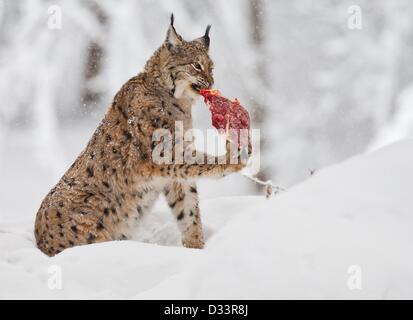 Blick auf ein Eurasischer Luchs (Lynx Lynx) in seinen verschneiten Freigehege im Nationalpark Bayerischer Wald in der Nähe von Neuschoenau, Deutschland, 3. Februar 2013. Foto: Patrick Pleul Stockfoto