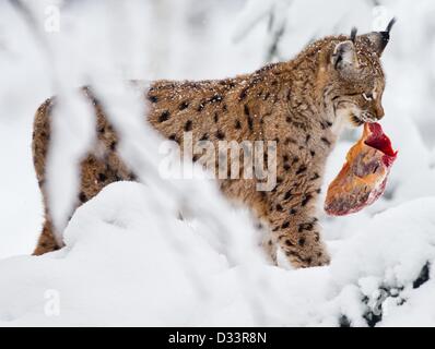 Blick auf ein Eurasischer Luchs (Lynx Lynx) in seinen verschneiten Freigehege im Nationalpark Bayerischer Wald in der Nähe von Neuschoenau, Deutschland, 3. Februar 2013. Foto: Patrick Pleul Stockfoto