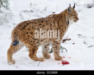 Blick auf ein Eurasischer Luchs (Lynx Lynx) in seinen verschneiten Freigehege im Nationalpark Bayerischer Wald in der Nähe von Neuschoenau, Deutschland, 3. Februar 2013. Foto: Patrick Pleul Stockfoto