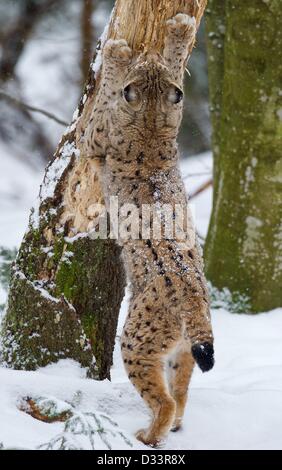 Blick auf ein Eurasischer Luchs (Lynx Lynx) in seinen verschneiten Freigehege im Nationalpark Bayerischer Wald in der Nähe von Neuschoenau, Deutschland, 3. Februar 2013. Foto: Patrick Pleul Stockfoto